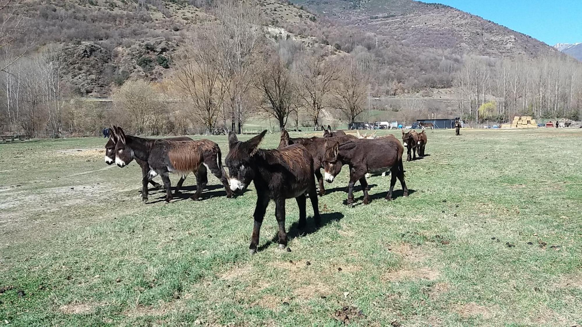 Appartamento Morello Esterri d'Àneu